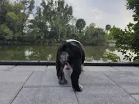 Female Blue Merle (Green Eyes, Compact & Thick Build) — Reserved🤍, a female English Bulldog and French Bulldog for sale in Cape Coral, FL – Photo 6 of 9