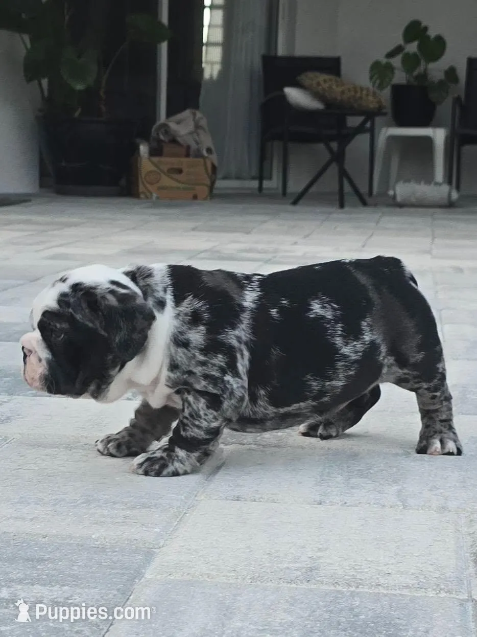 Female Black Merle (Stocky, Compact Build – Beautiful Markings) 🤍, a female English Bulldog and French Bulldog for sale in Cape Coral, FL – Photo 4 of 10