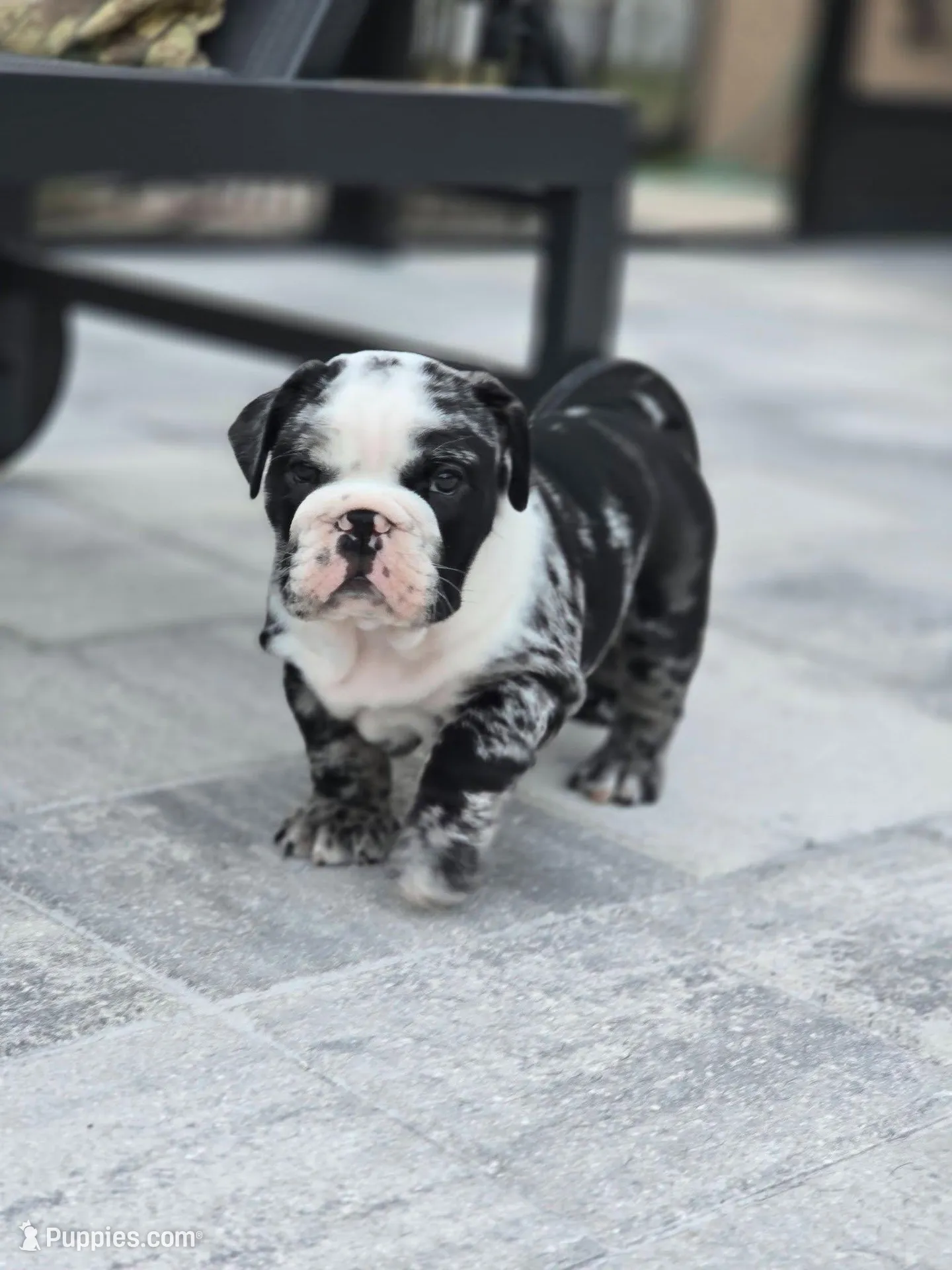 Female Black Merle (Stocky, Compact Build – Beautiful Markings) 🤍, a female English Bulldog and French Bulldog for sale in Cape Coral, FL – Photo 3 of 10
