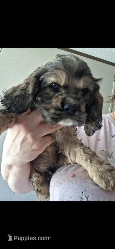 Hopper – Cocker Spaniel puppy for sale in Moncks Corner, SC
