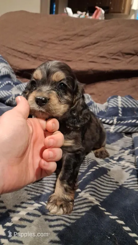 Hopper – Cocker Spaniel puppy for sale in Moncks Corner, SC