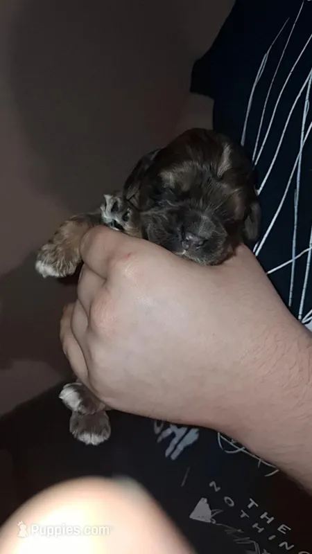Sleepy – Cocker Spaniel puppy for sale in Moncks Corner, SC