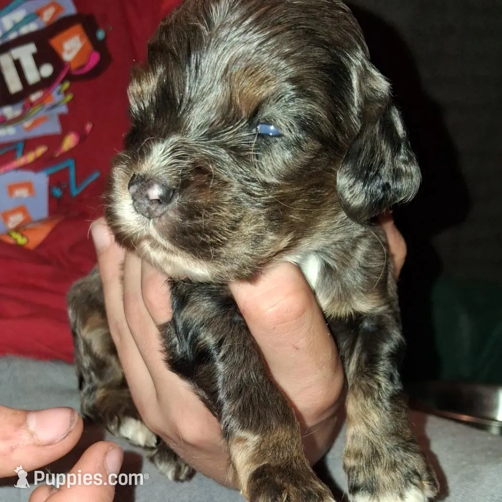 Hopper, a male Cocker Spaniel for sale in Moncks Corner, SC – Photo 3 of 4
