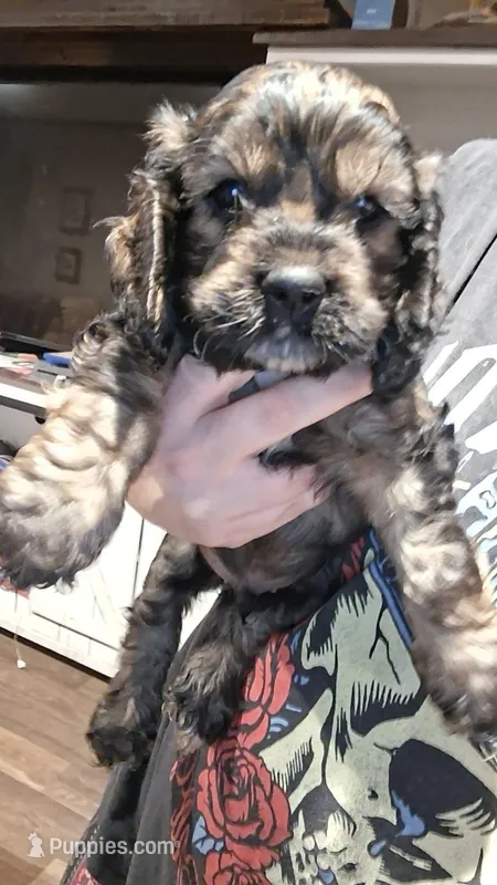 Byers – Cocker Spaniel puppy for sale in Moncks Corner, SC