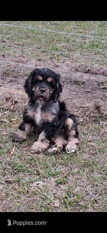 Ell – Cocker Spaniel puppy for sale in Moncks Corner, SC