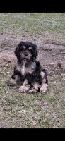 Ell, a female Cocker Spaniel for sale in Moncks Corner, SC – 1 of 8