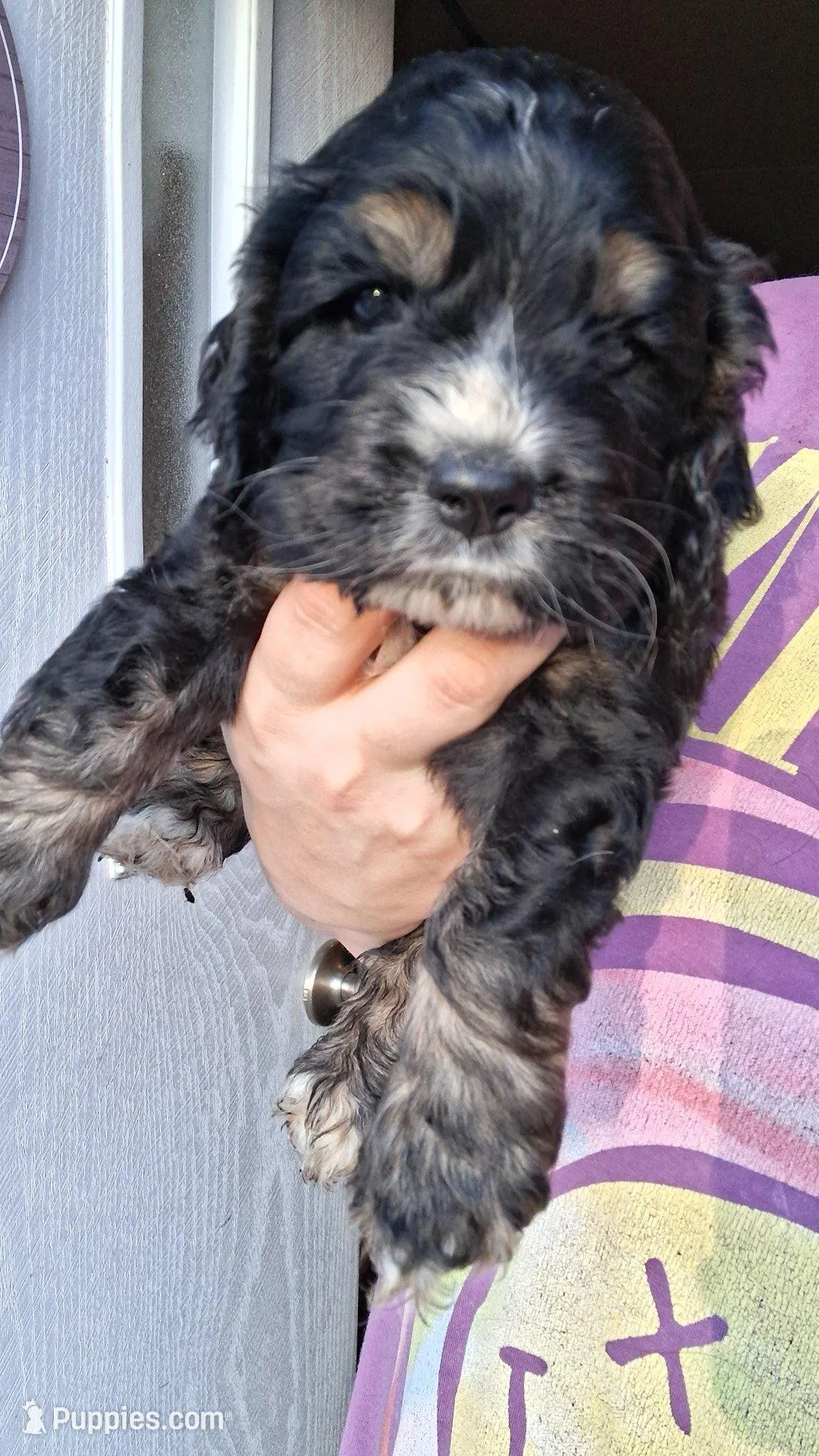 Dustin – Cocker Spaniel puppy for sale in Moncks Corner, SC