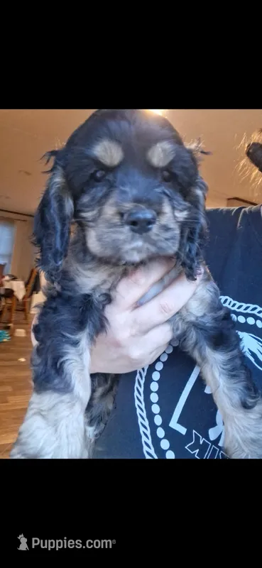 Ell – Cocker Spaniel puppy for sale in Moncks Corner, SC