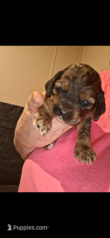 Lady – Cocker Spaniel puppy for sale in Moncks Corner, SC