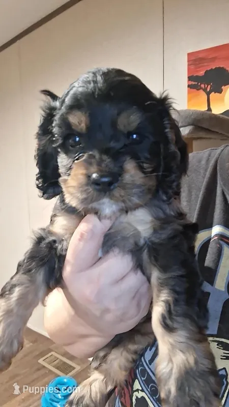 Ell – Cocker Spaniel puppy for sale in Moncks Corner, SC