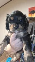 Ell, a female Cocker Spaniel for sale in Moncks Corner, SC – 6 of 8