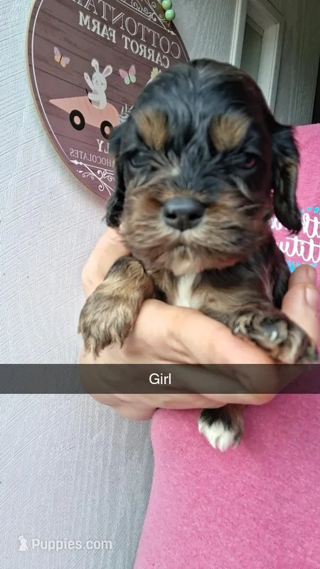 Lady – Cocker Spaniel puppy for sale in Moncks Corner, SC