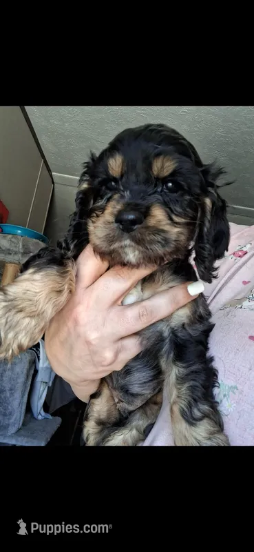 Ell – Cocker Spaniel puppy for sale in Moncks Corner, SC