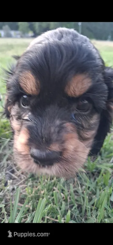 Ell – Cocker Spaniel puppy for sale in Moncks Corner, SC