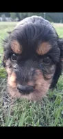 Ell, a female Cocker Spaniel for sale in Moncks Corner, SC – 3 of 8