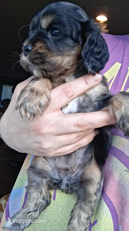 Ell – Cocker Spaniel puppy for sale in Moncks Corner, SC