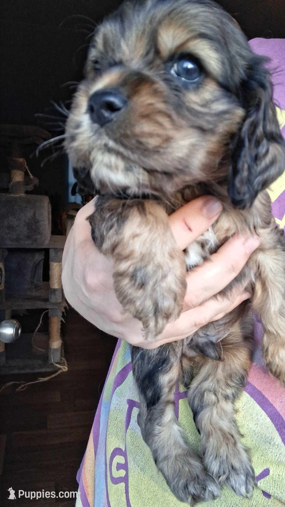Hopper – Cocker Spaniel puppy for sale in Moncks Corner, SC