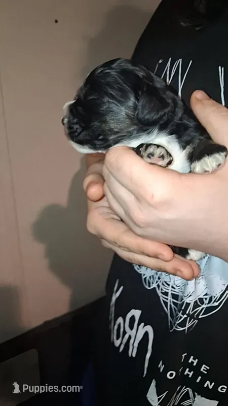 Dexter, a male Cocker Spaniel for sale in Moncks Corner, SC – Photo 1 of 1