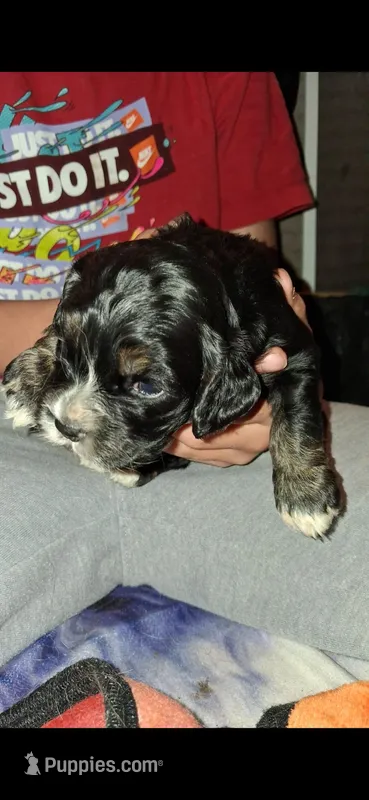 Dexter – Cocker Spaniel puppy for sale in Moncks Corner, SC