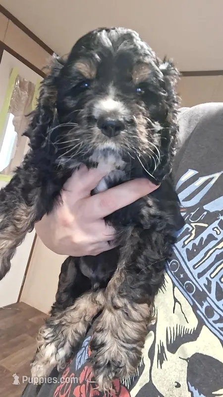 Dustin – Cocker Spaniel puppy for sale in Moncks Corner, SC