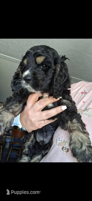 Dustin – Cocker Spaniel puppy on hold in Moncks Corner, SC