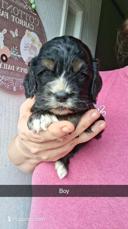 Dexter – Cocker Spaniel puppy for sale in Moncks Corner, SC