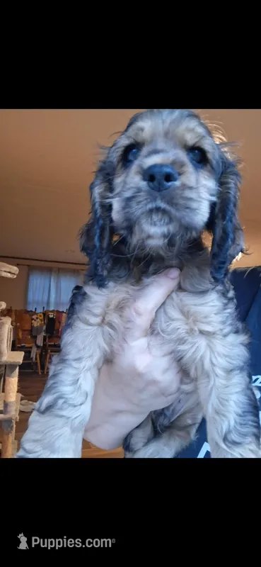 Finn – Cocker Spaniel puppy for sale in Moncks Corner, SC