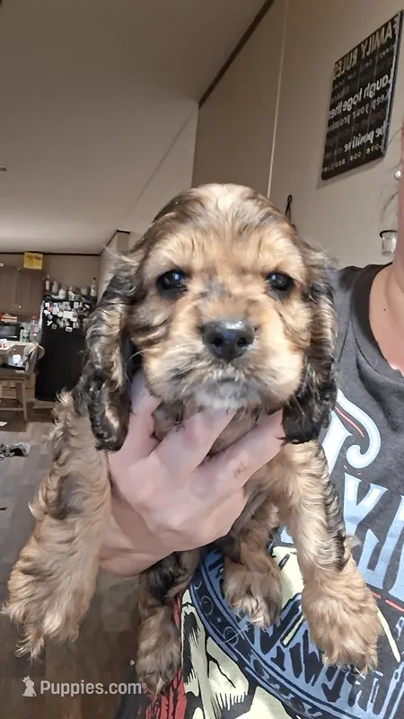 Finn – Cocker Spaniel puppy for sale in Moncks Corner, SC