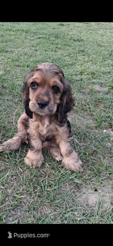 Finn – Cocker Spaniel puppy for sale in Moncks Corner, SC