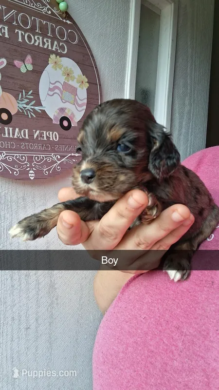 Doc – Cocker Spaniel puppy for sale in Moncks Corner, SC