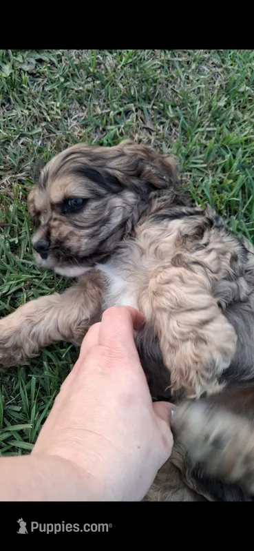 Finn – Cocker Spaniel puppy for sale in Moncks Corner, SC