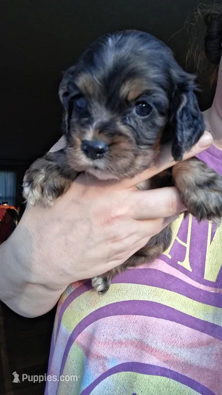 Finn – Cocker Spaniel puppy for sale in Moncks Corner, SC