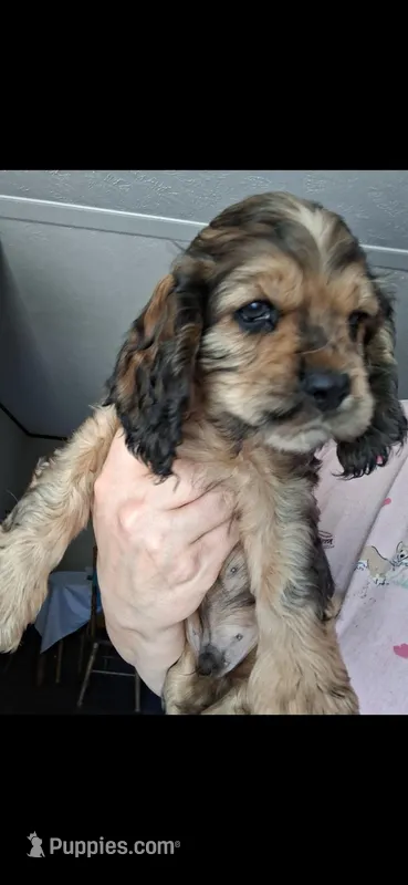 Finn – Cocker Spaniel puppy for sale in Moncks Corner, SC