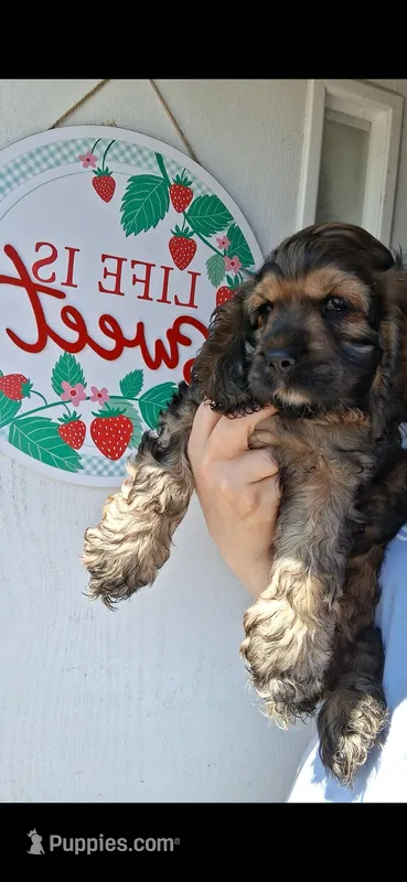 Steve – Cocker Spaniel puppy for sale in Moncks Corner, SC