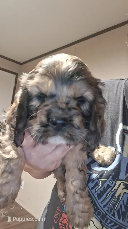 Steve – Cocker Spaniel puppy for sale in Moncks Corner, SC