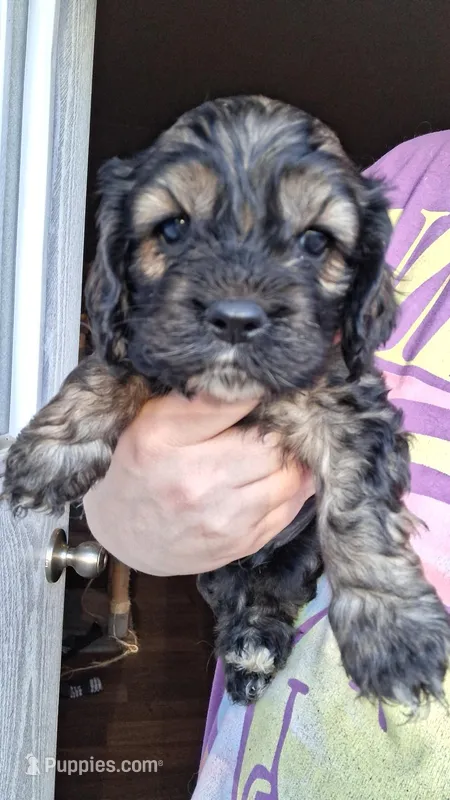 Steve – Cocker Spaniel puppy for sale in Moncks Corner, SC