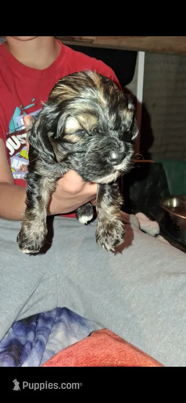 Happy – Cocker Spaniel puppy for sale in Moncks Corner, SC