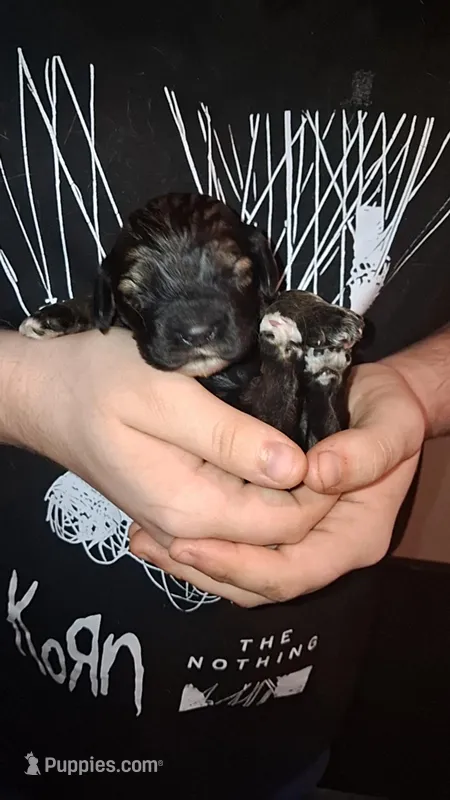 Happy – Cocker Spaniel puppy for sale in Moncks Corner, SC