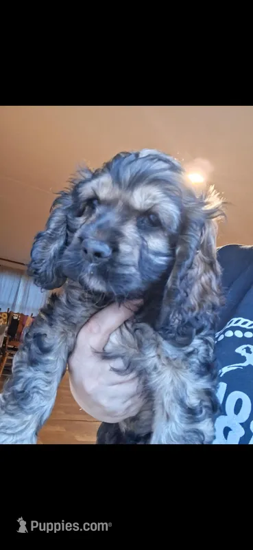 Steve – Cocker Spaniel puppy for sale in Moncks Corner, SC