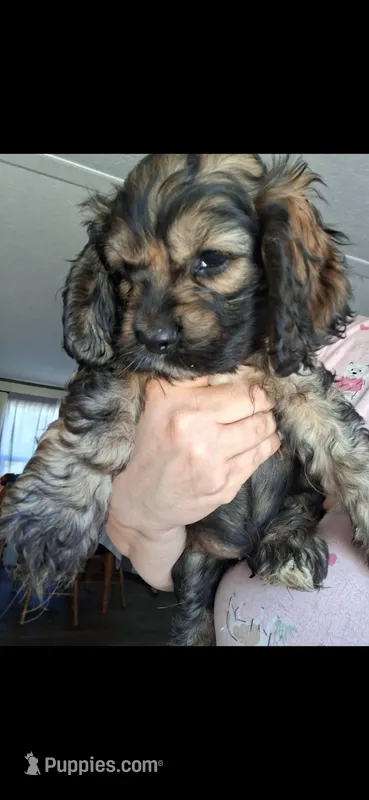Steve – Cocker Spaniel puppy for sale in Moncks Corner, SC