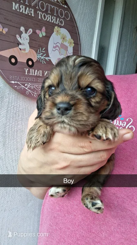 Dobbie – Cocker Spaniel puppy for sale in Moncks Corner, SC