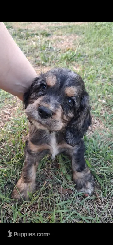 Byers – Cocker Spaniel puppy for sale in Moncks Corner, SC