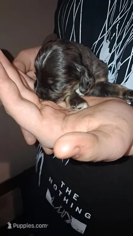 Dobbie – Cocker Spaniel puppy for sale in Moncks Corner, SC