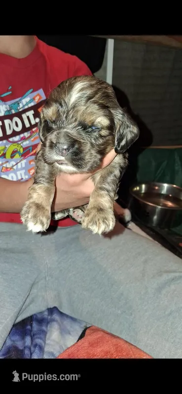Dobbie – Cocker Spaniel puppy for sale in Moncks Corner, SC
