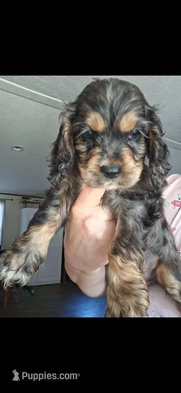 Byers – Cocker Spaniel puppy for sale in Moncks Corner, SC