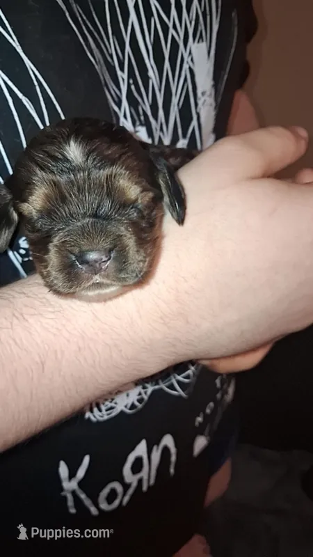 Doc – Cocker Spaniel puppy for sale in Moncks Corner, SC