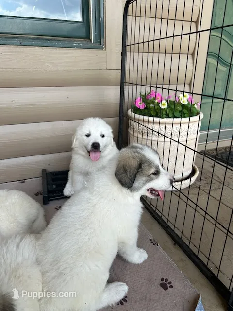 Light blue – Great Pyrenees puppy for sale in Hesston, KS