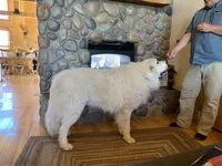Blue, a female Great Pyrenees for sale in Hesston, KS – 2 of 2