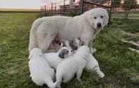 Light blue, a female Great Pyrenees for sale in Hesston, KS – 2 of 3