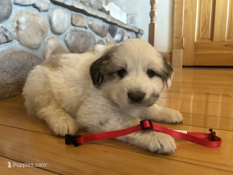 Red – Great Pyrenees puppy for sale in Hesston, KS